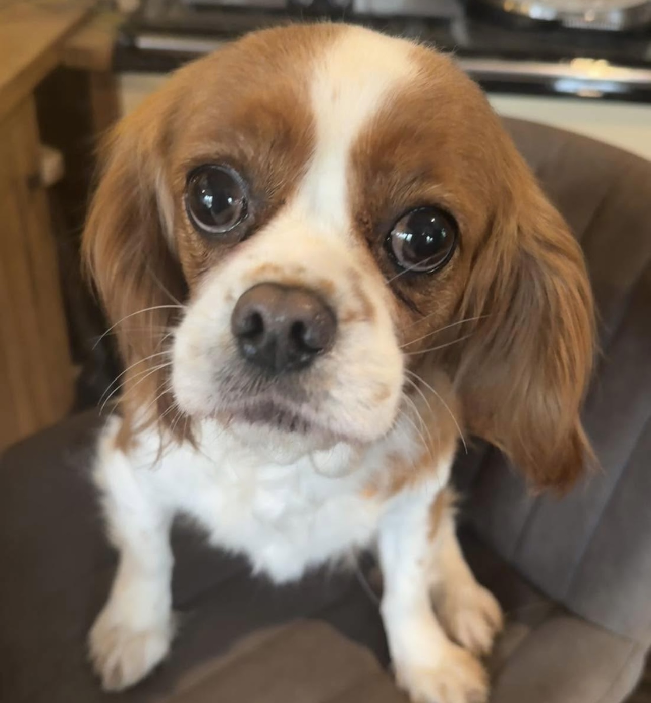 Elsa Blenheim Cavalier King Charles Spaniel