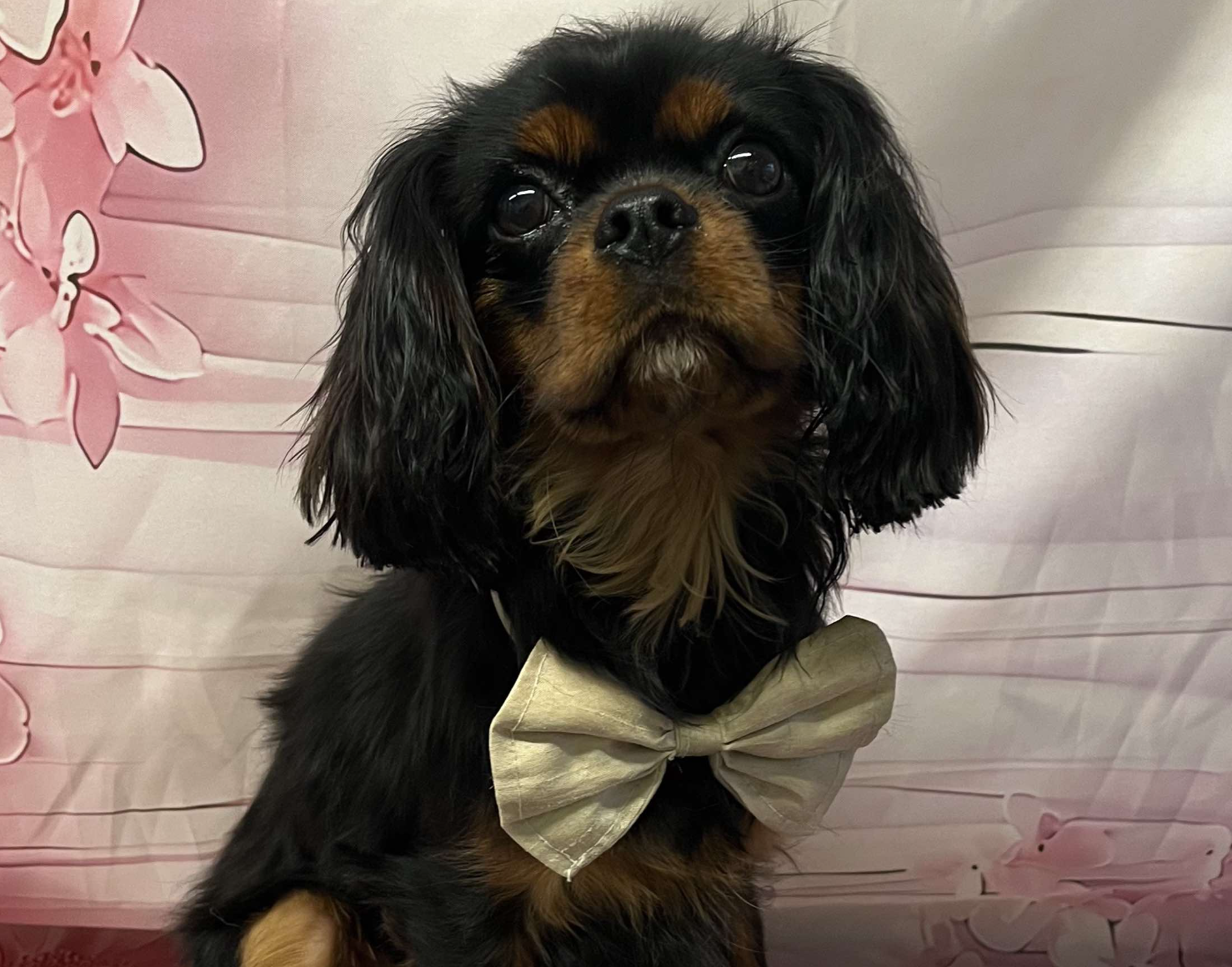 Rusty Cavalier king charles