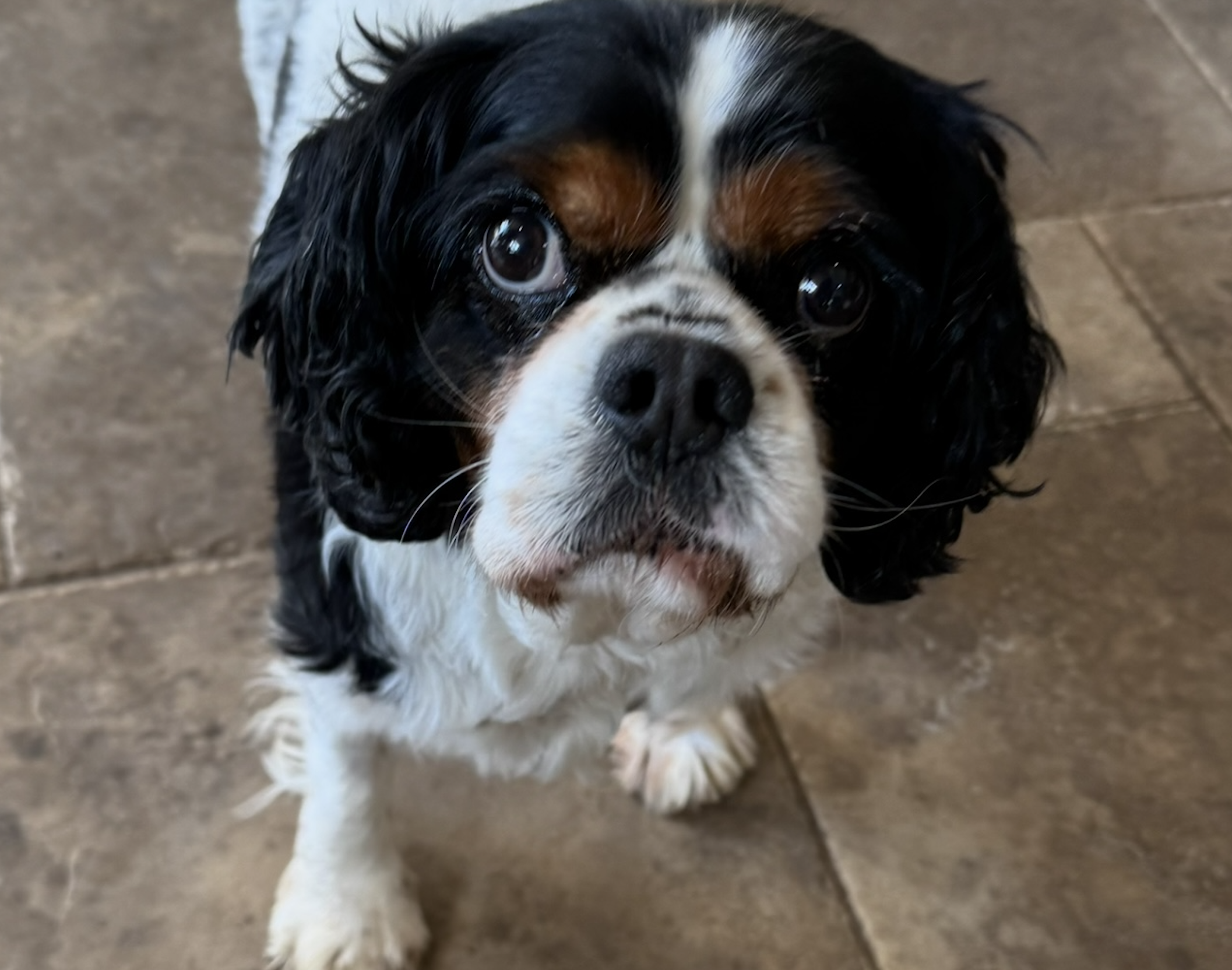 Bertie Tricolour Cavalier King Charles