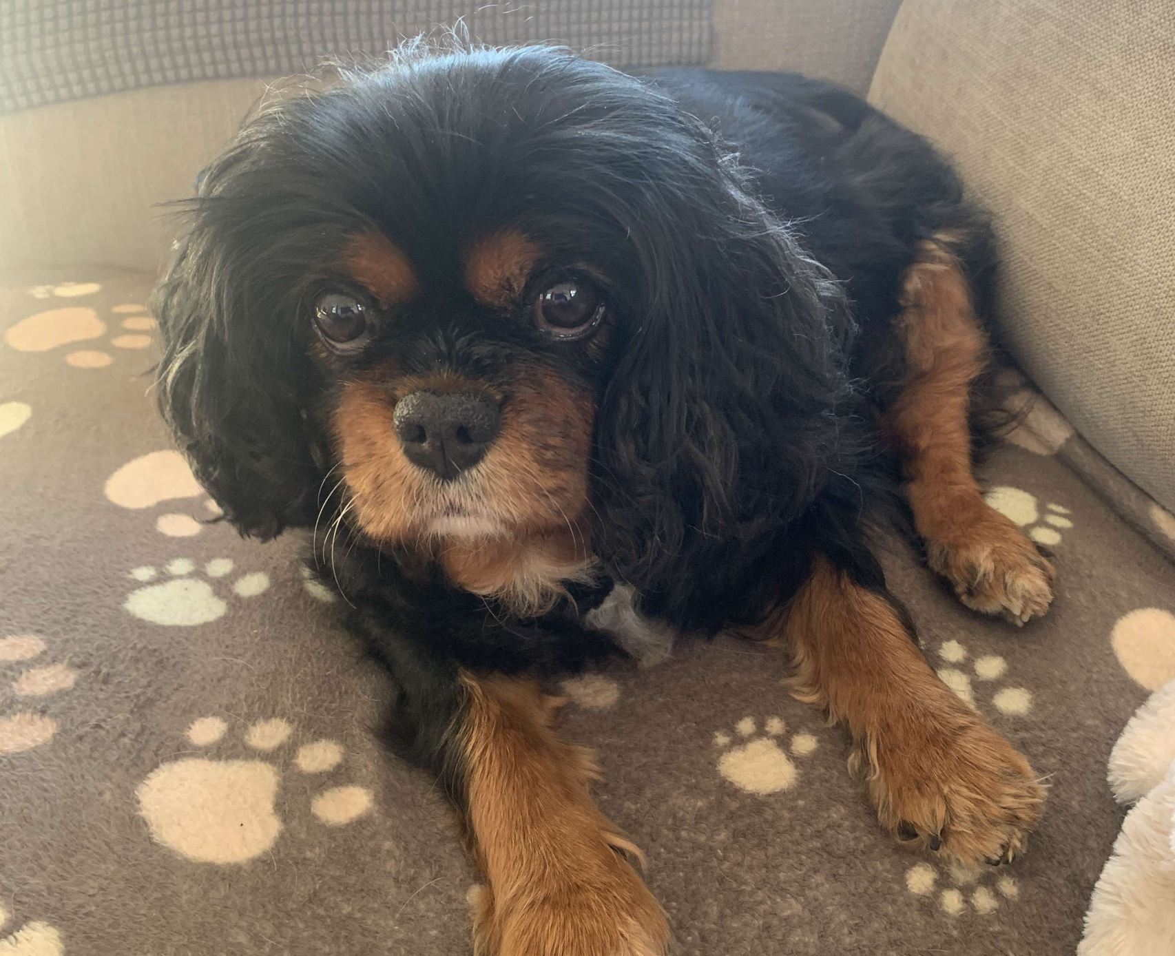 Hana black and tan Cavalier King Charles