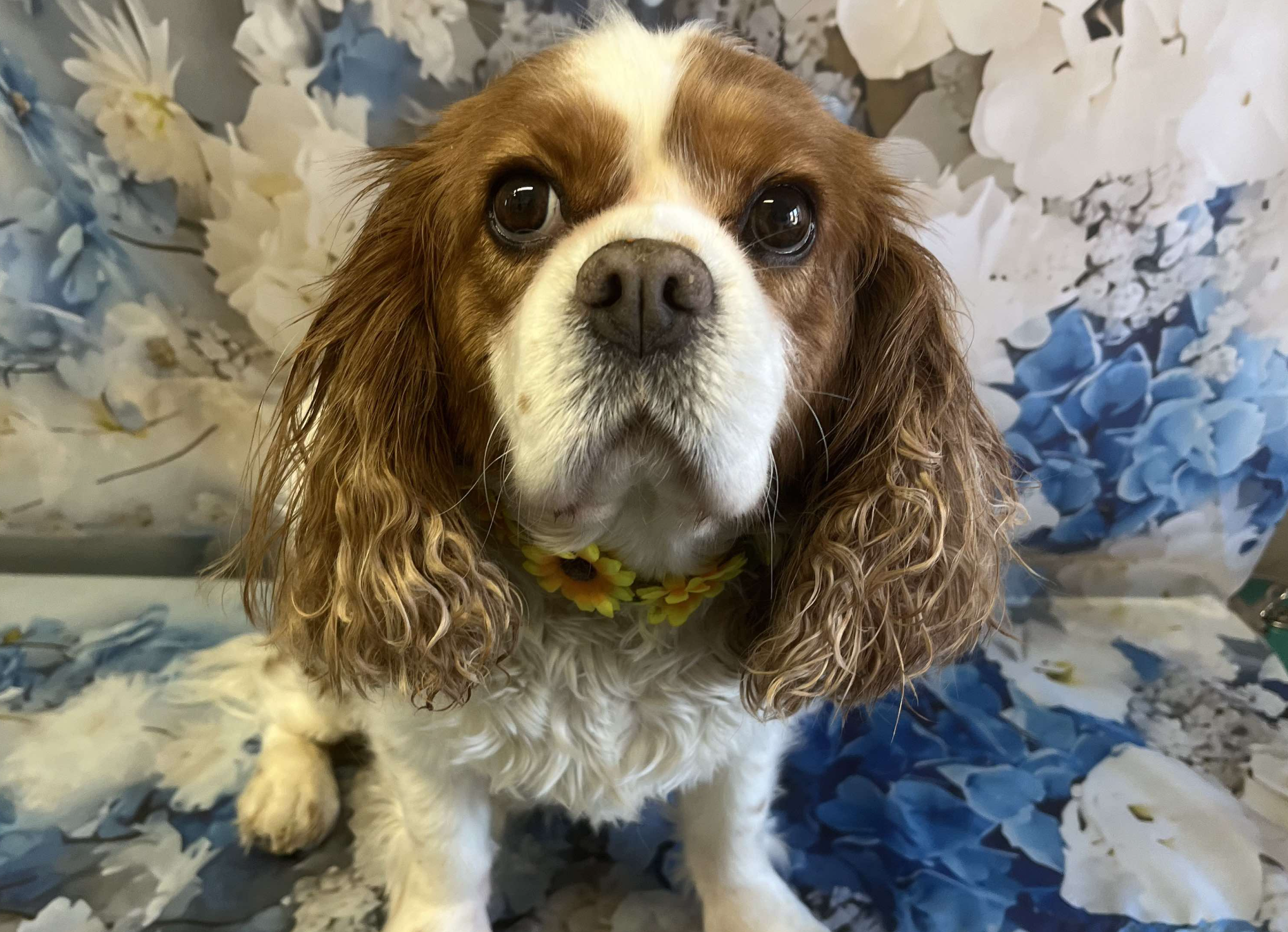 Penny Blenheim Cavalier