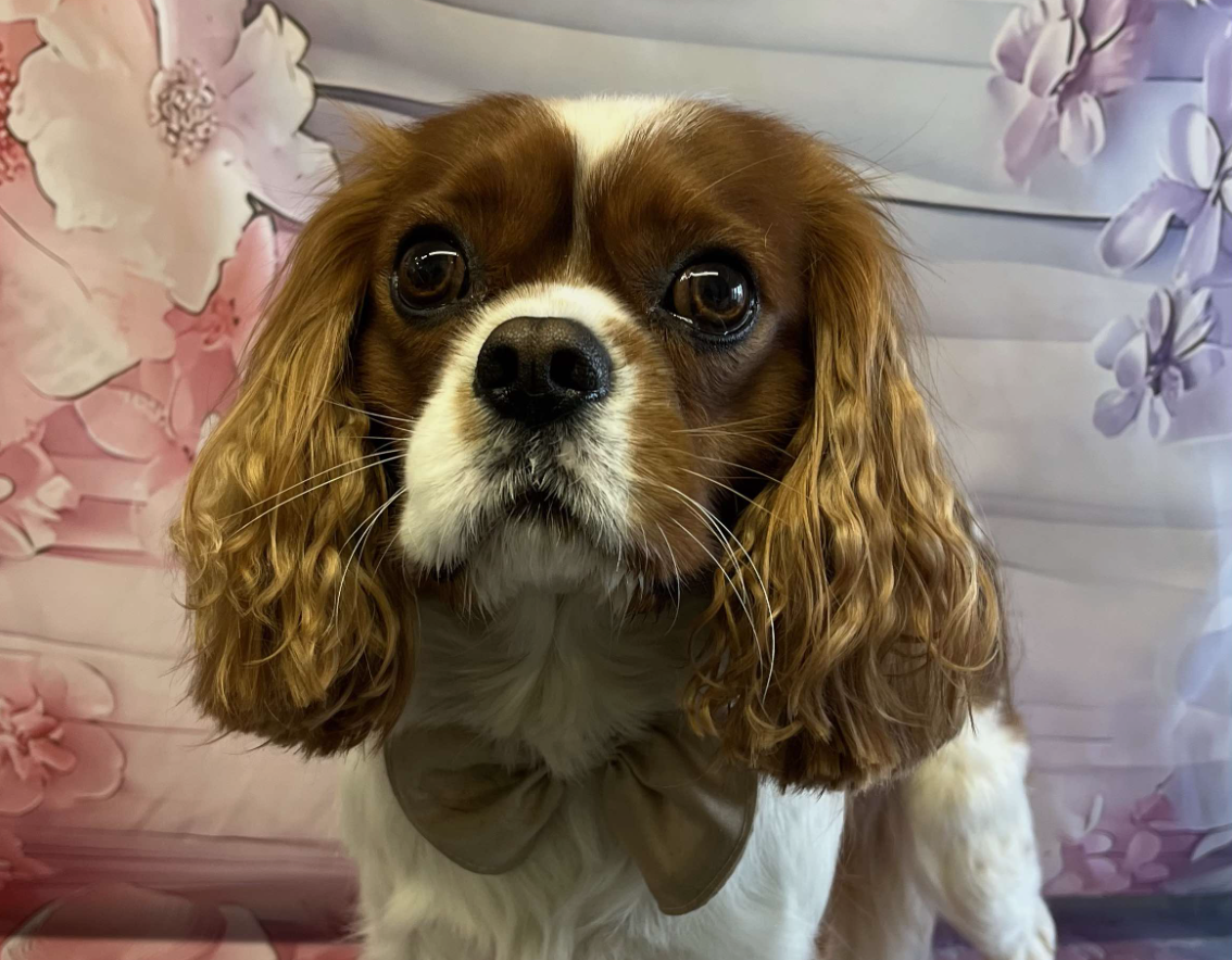 Squidge Blenheim Cavalier King Charles Spaniel