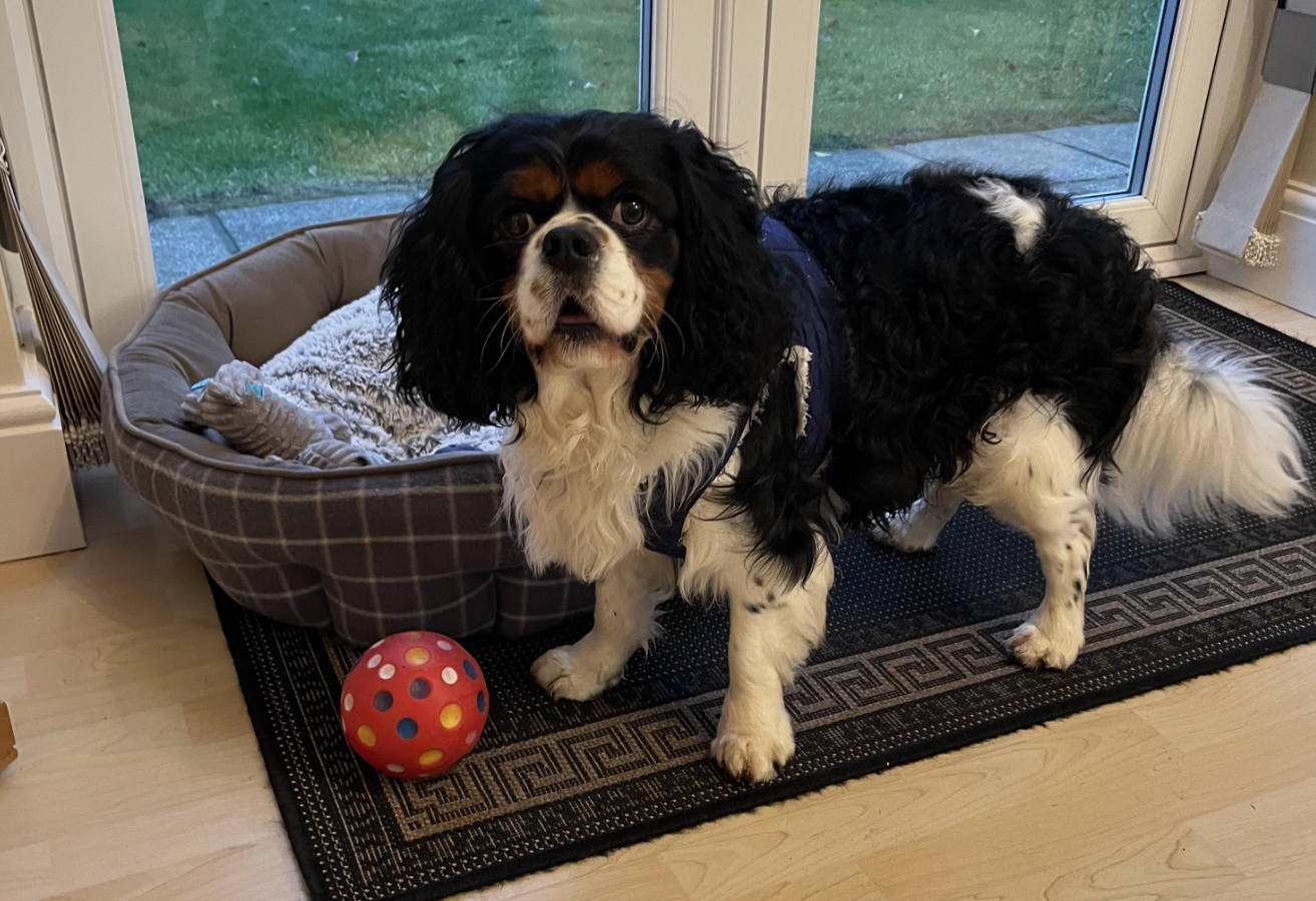 Marley Tricolour Cavalier age 2 available for adoption