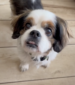 Maisie Cavalier X Shihtzu