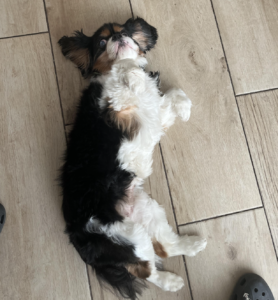 Bella Tricolour Cavalier 