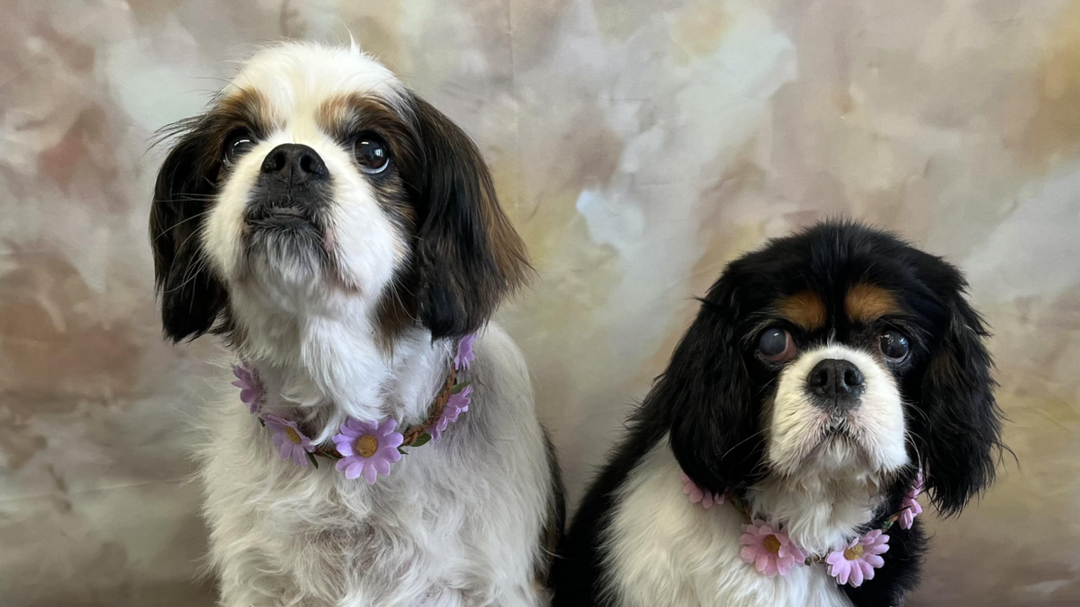 Maisie and Bella Cavaliers