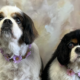 Maisie and Bella Cavaliers