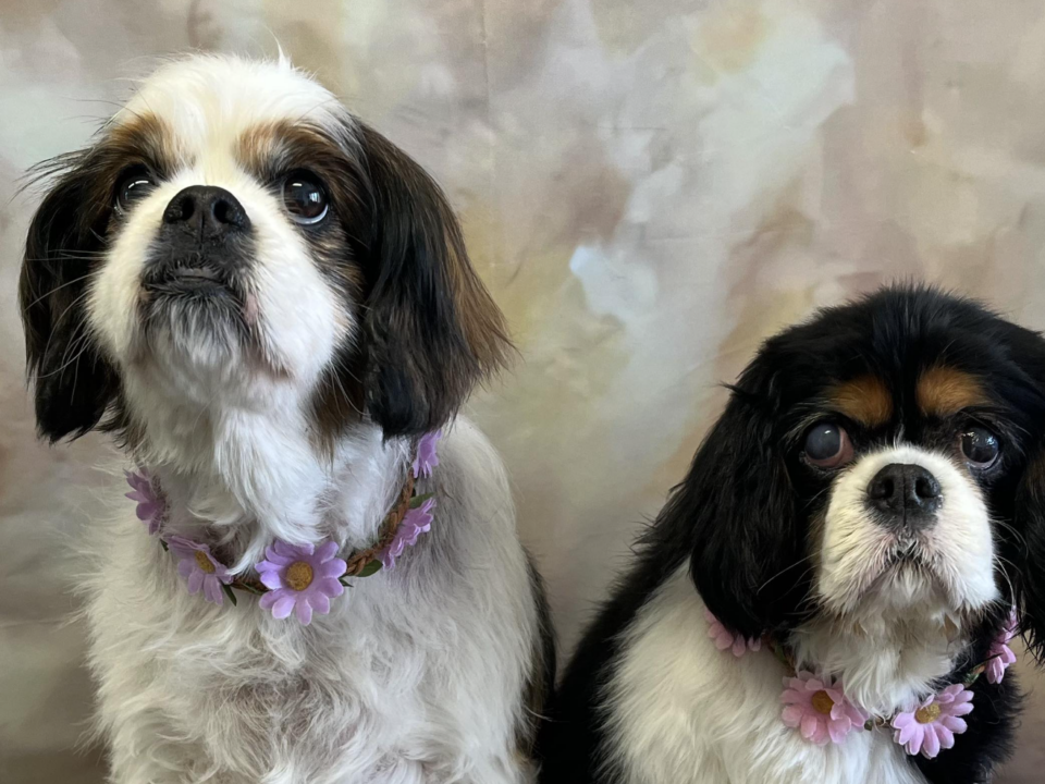 Maisie and Bella Cavaliers