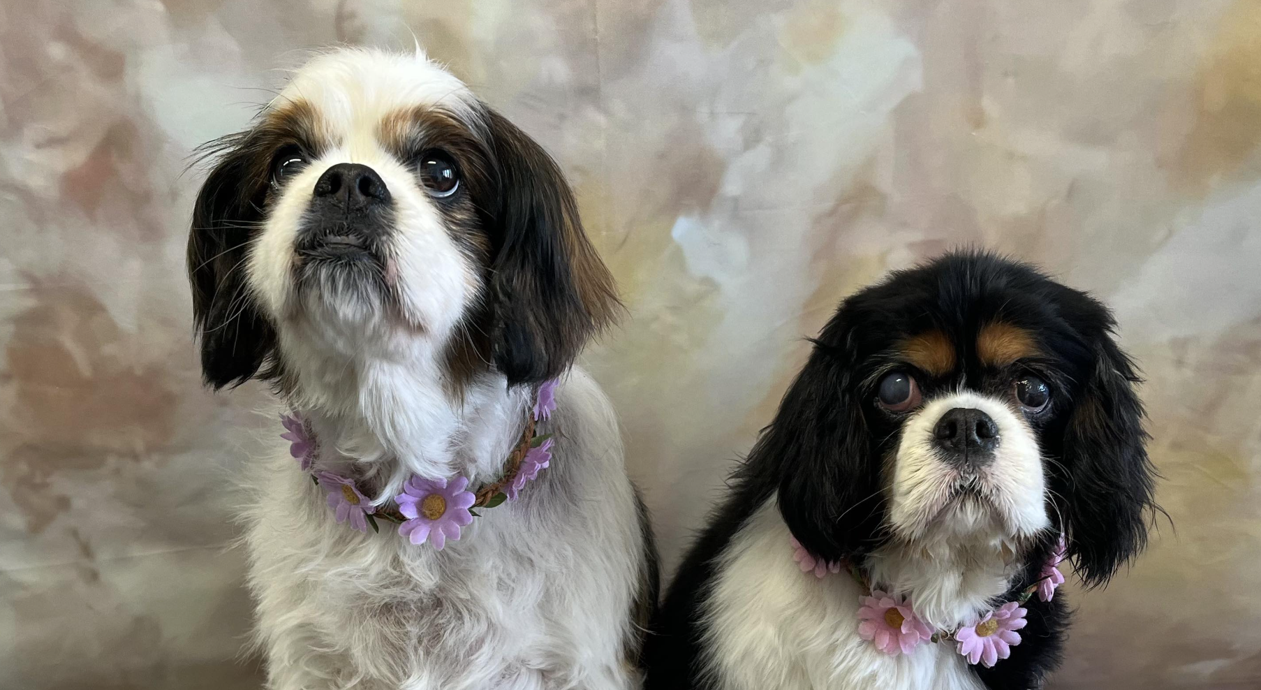 Maisie and Bella Cavaliers