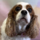 Greta Blenheim Cavalier