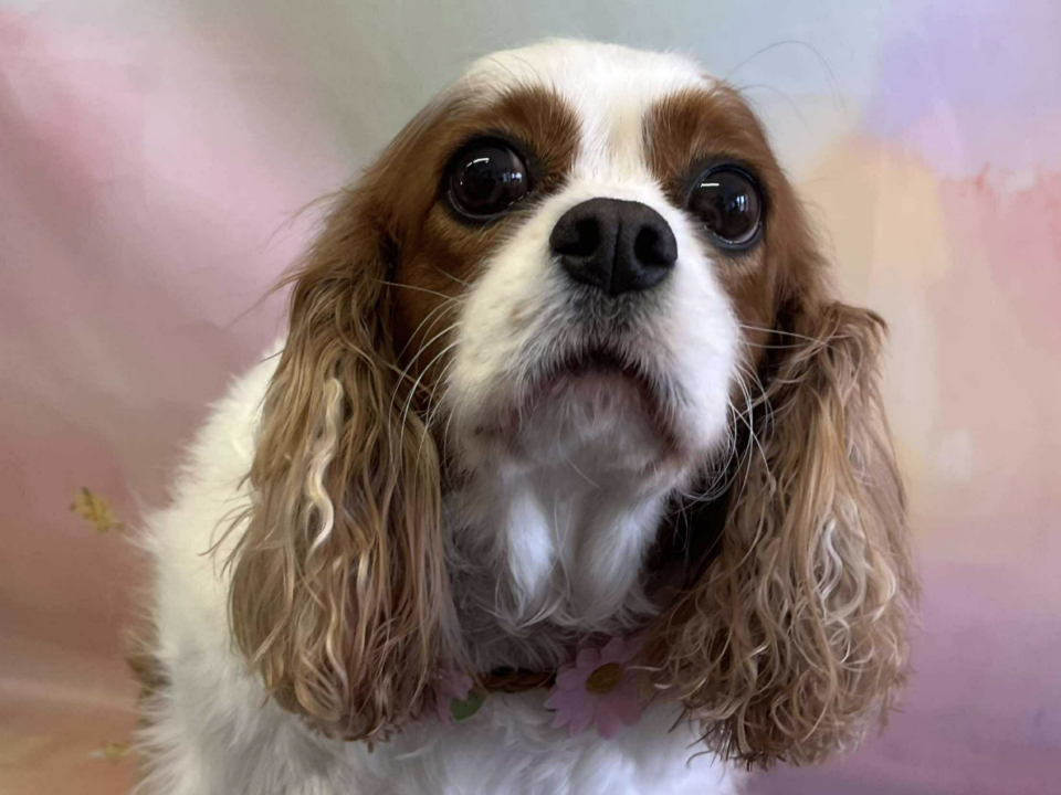 Greta Blenheim Cavalier