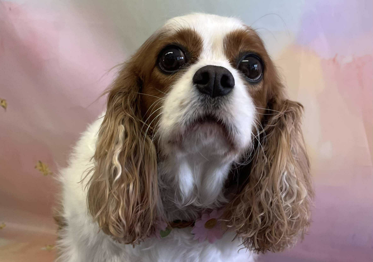 Greta Blenheim Cavalier
