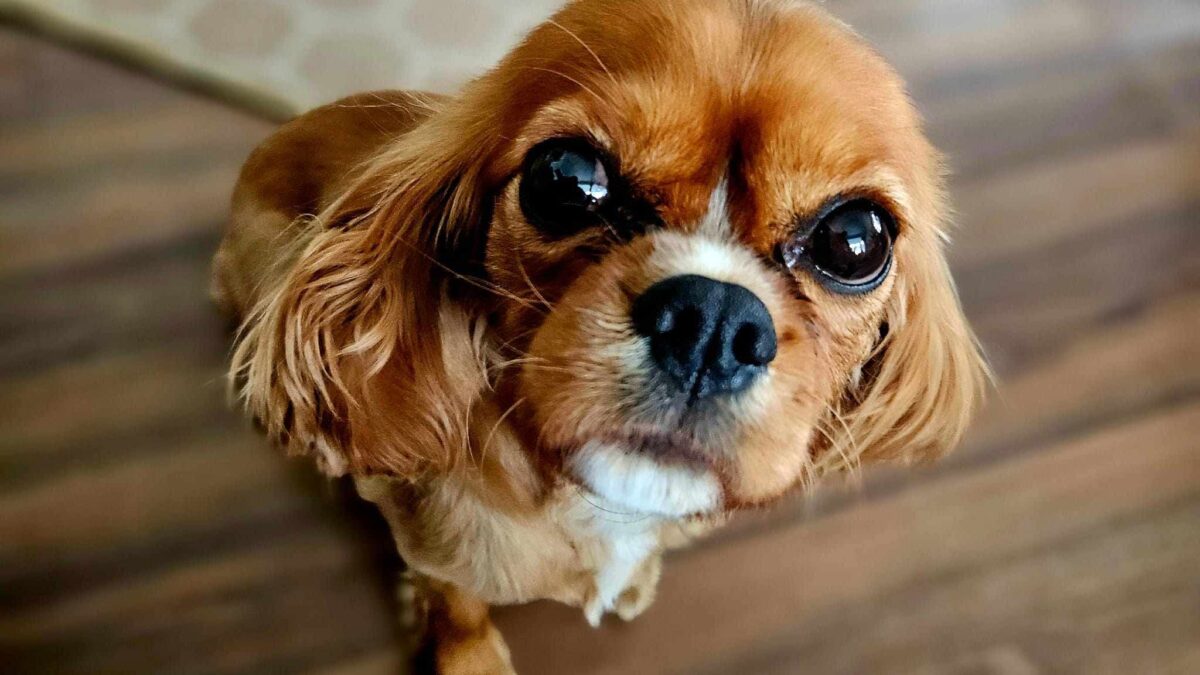 Abigail ruby Cavalier King Charles Spaniel
