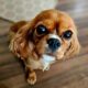 Abigail ruby Cavalier King Charles Spaniel
