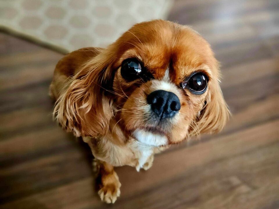 Abigail ruby Cavalier King Charles Spaniel
