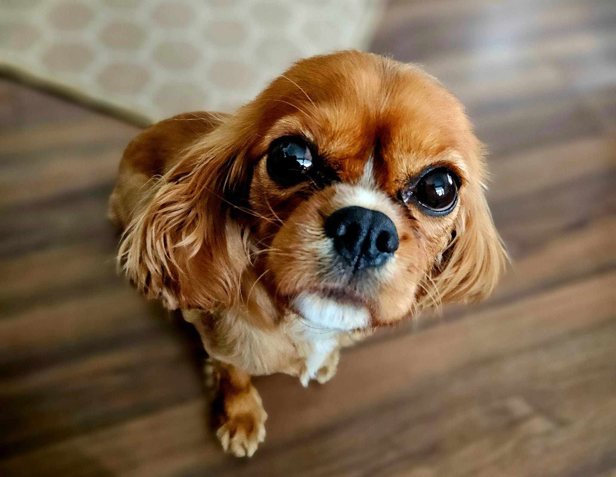 Abigail ruby Cavalier King Charles Spaniel