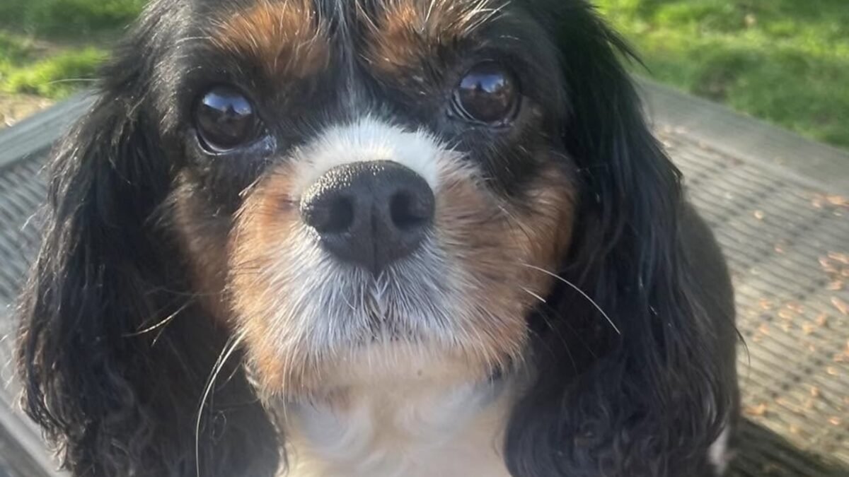 Freida Tricolour Cavalier