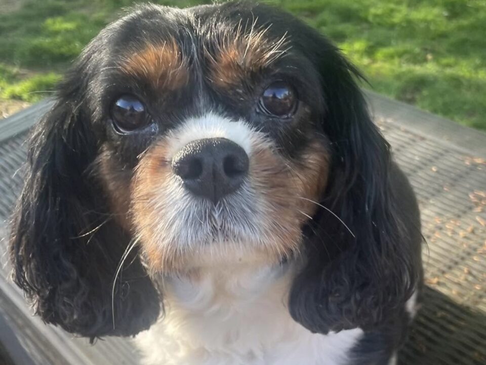 Freida Tricolour Cavalier