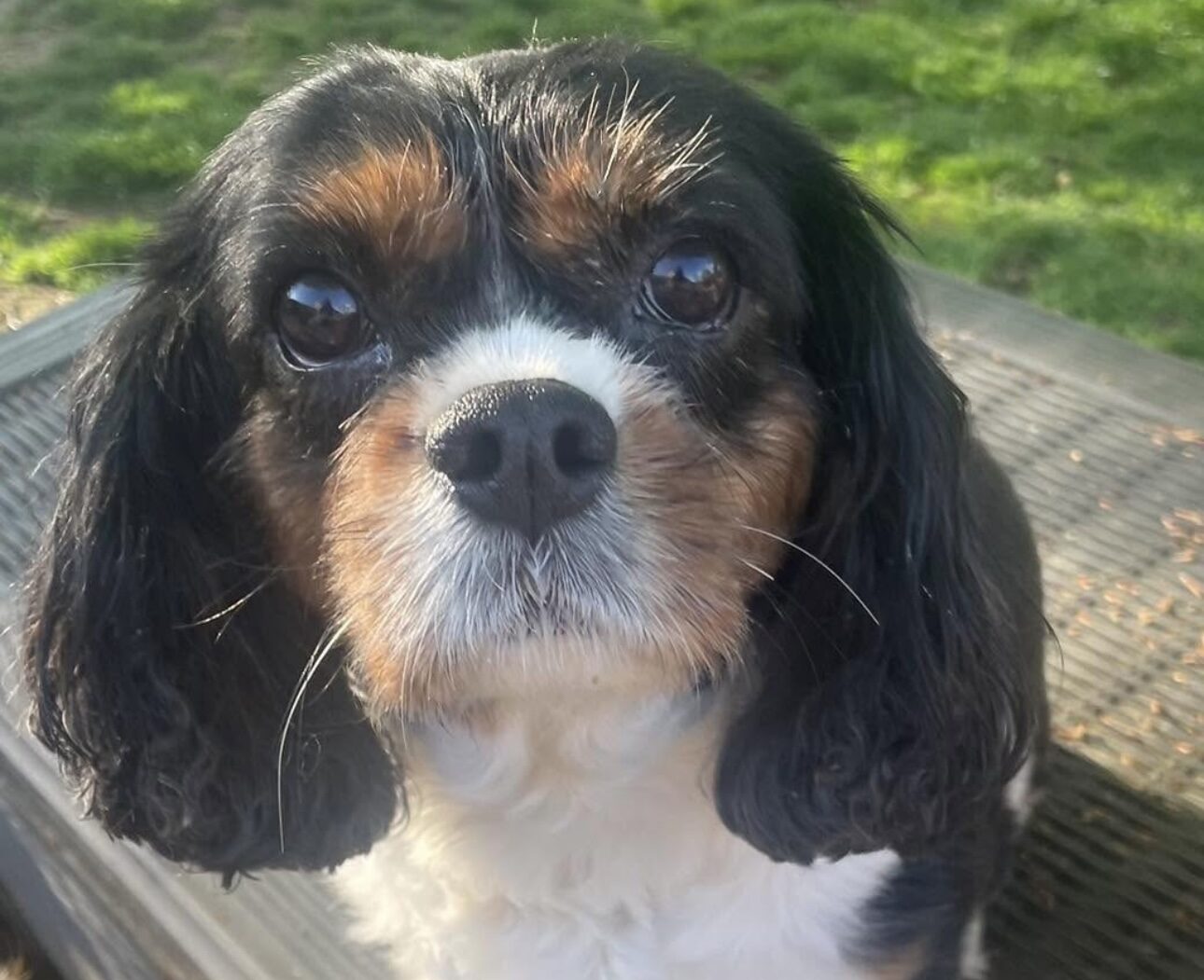 Freida Tricolour Cavalier