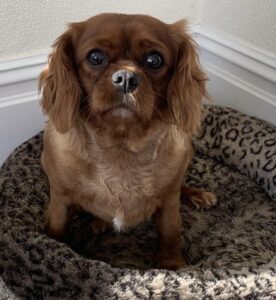 Lulu ruby cavalier sitting on her bed