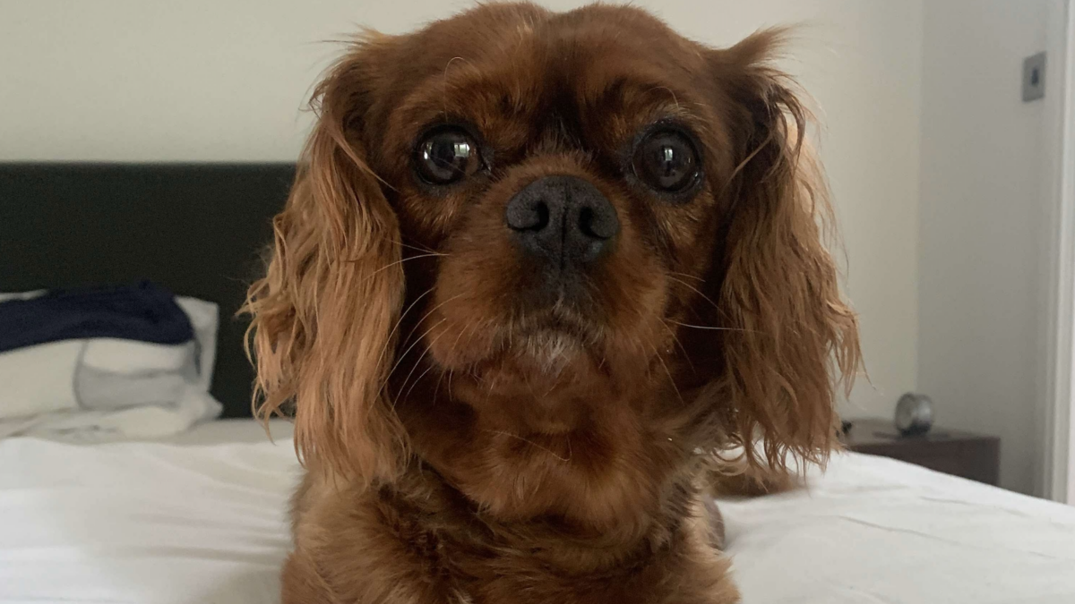 Lulu ruby Cavalier King Charles Spaniel