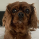 Lulu ruby Cavalier King Charles Spaniel