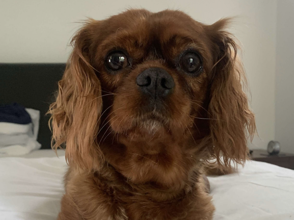 Lulu ruby Cavalier King Charles Spaniel