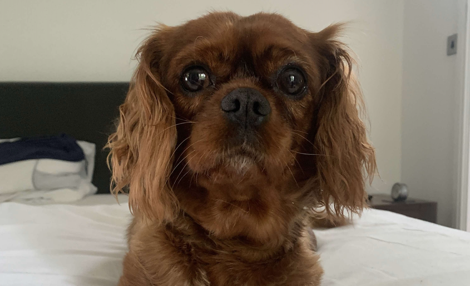 Lulu ruby Cavalier King Charles Spaniel