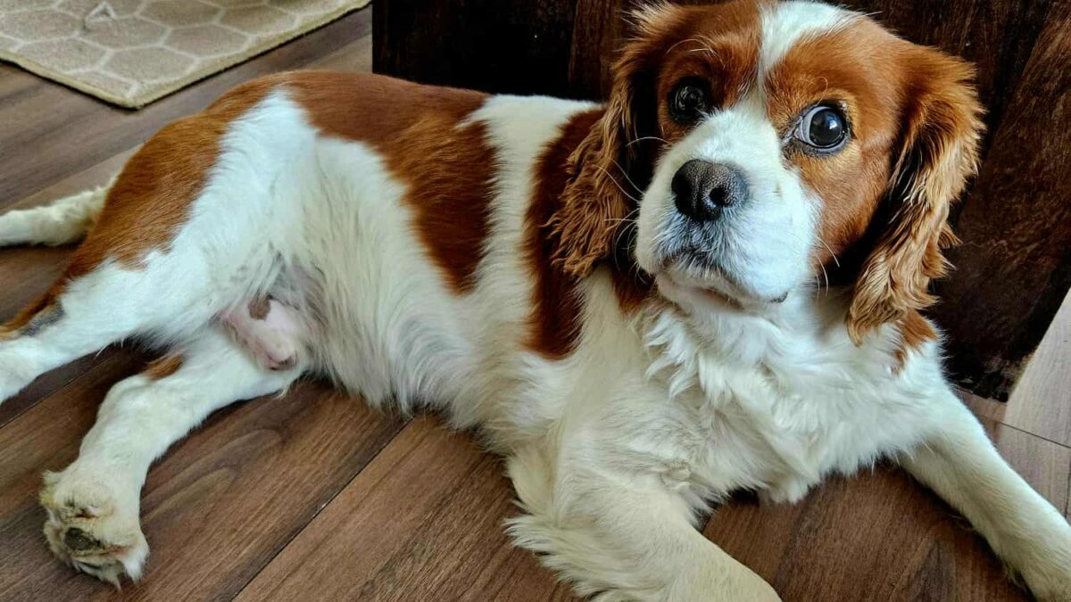Frankie Blenheim Cavalier King Charles Spaniel