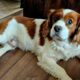 Frankie Blenheim Cavalier King Charles Spaniel