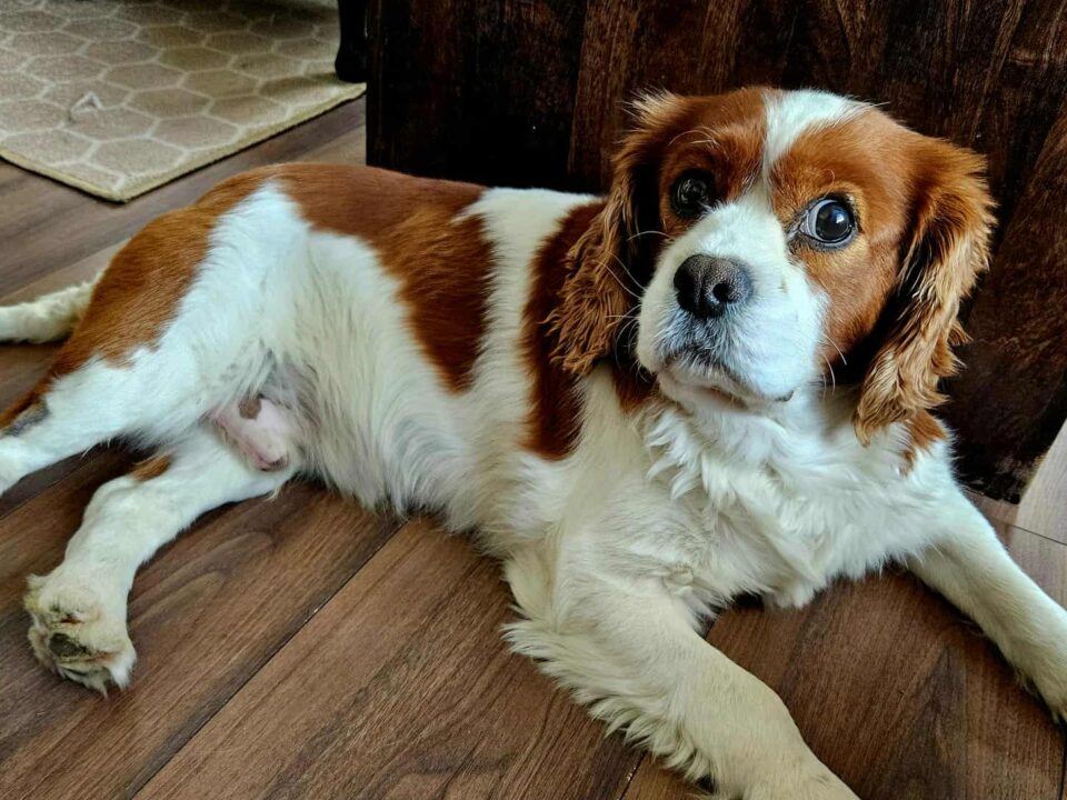 Frankie Blenheim Cavalier King Charles Spaniel