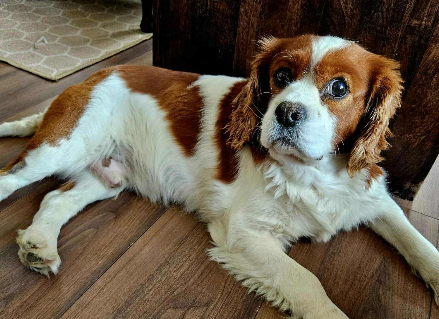 Frankie Blenheim Cavalier King Charles Spaniel