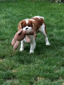 Frankie Blenheim Cavalier holding a toy in his mouth