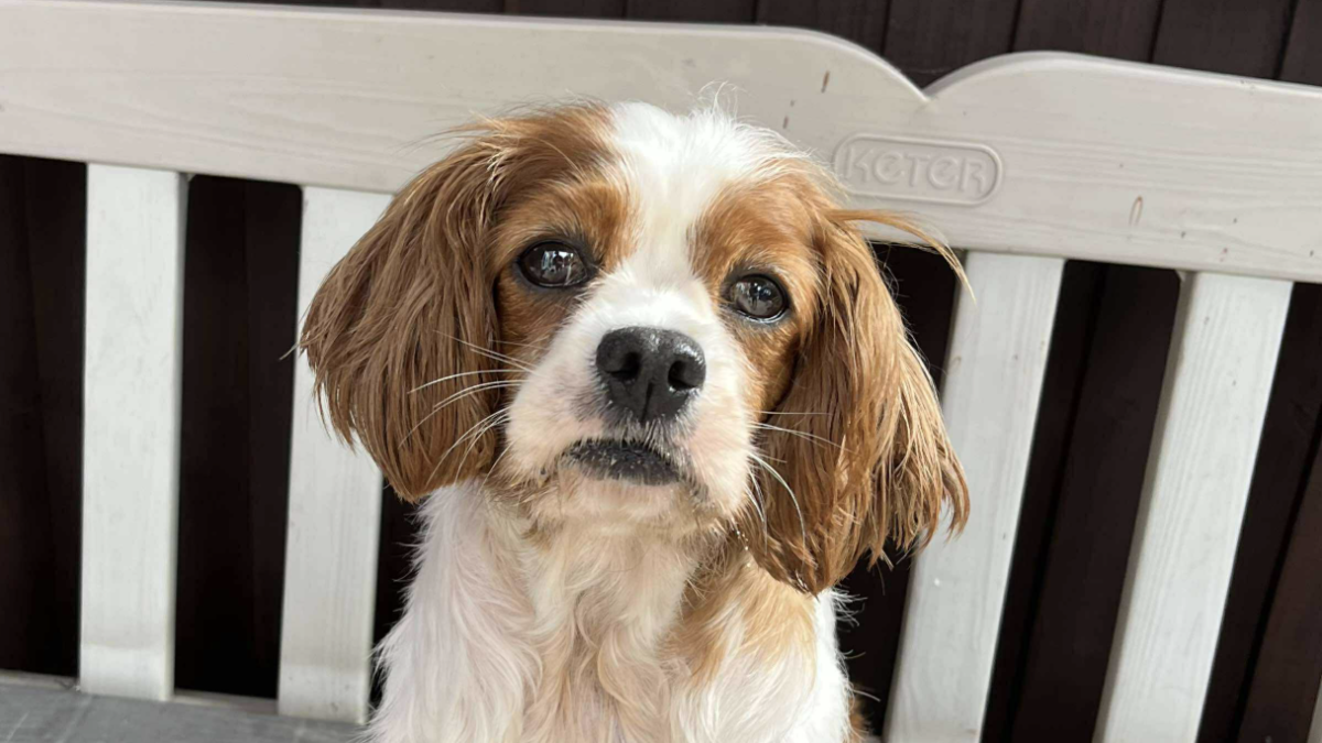 Blenheim Cavalier Betty sitting on a white bench