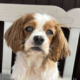 Blenheim Cavalier Betty sitting on a white bench