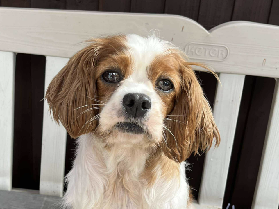 Blenheim Cavalier Betty sitting on a white bench