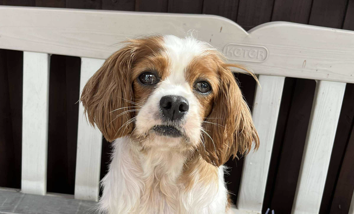Blenheim Cavalier Betty sitting on a white bench