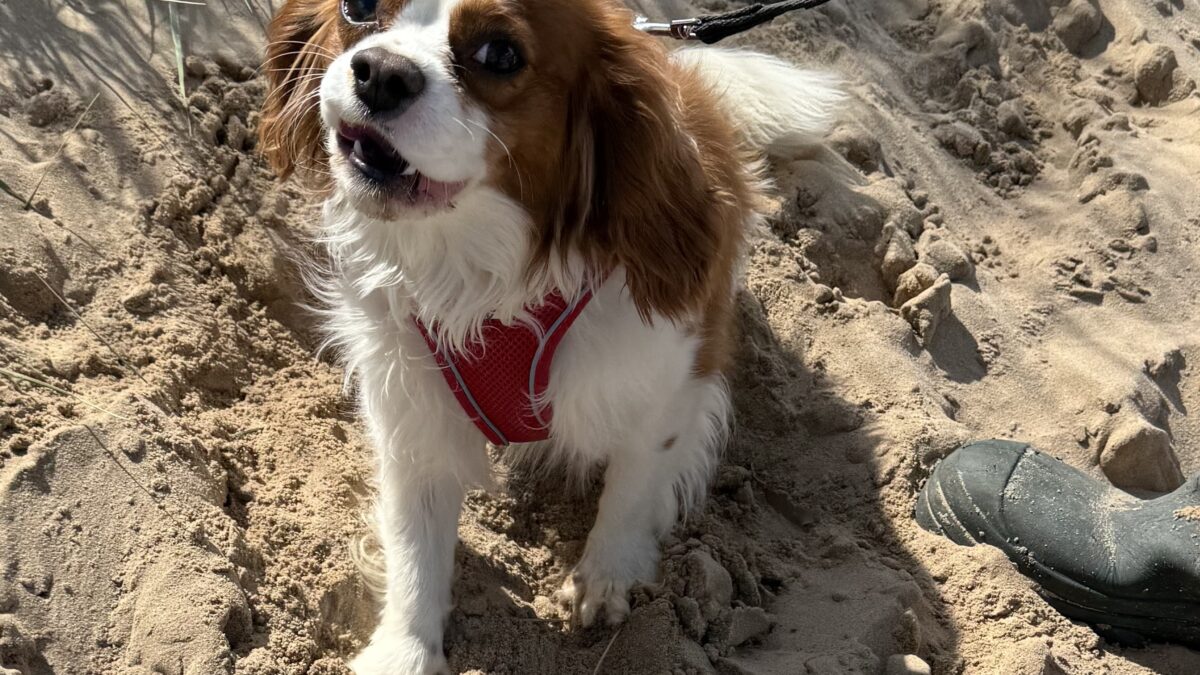 Max Blenheim Cavalier King Charles Spaniel at the beach