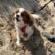 Max Blenheim Cavalier King Charles Spaniel at the beach