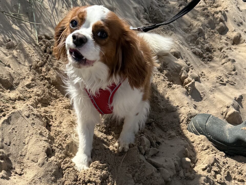 Max Blenheim Cavalier King Charles Spaniel at the beach