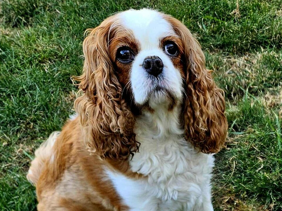 Cavalier King Charles Spaniels Available For Adoption Bliss Cavalier 