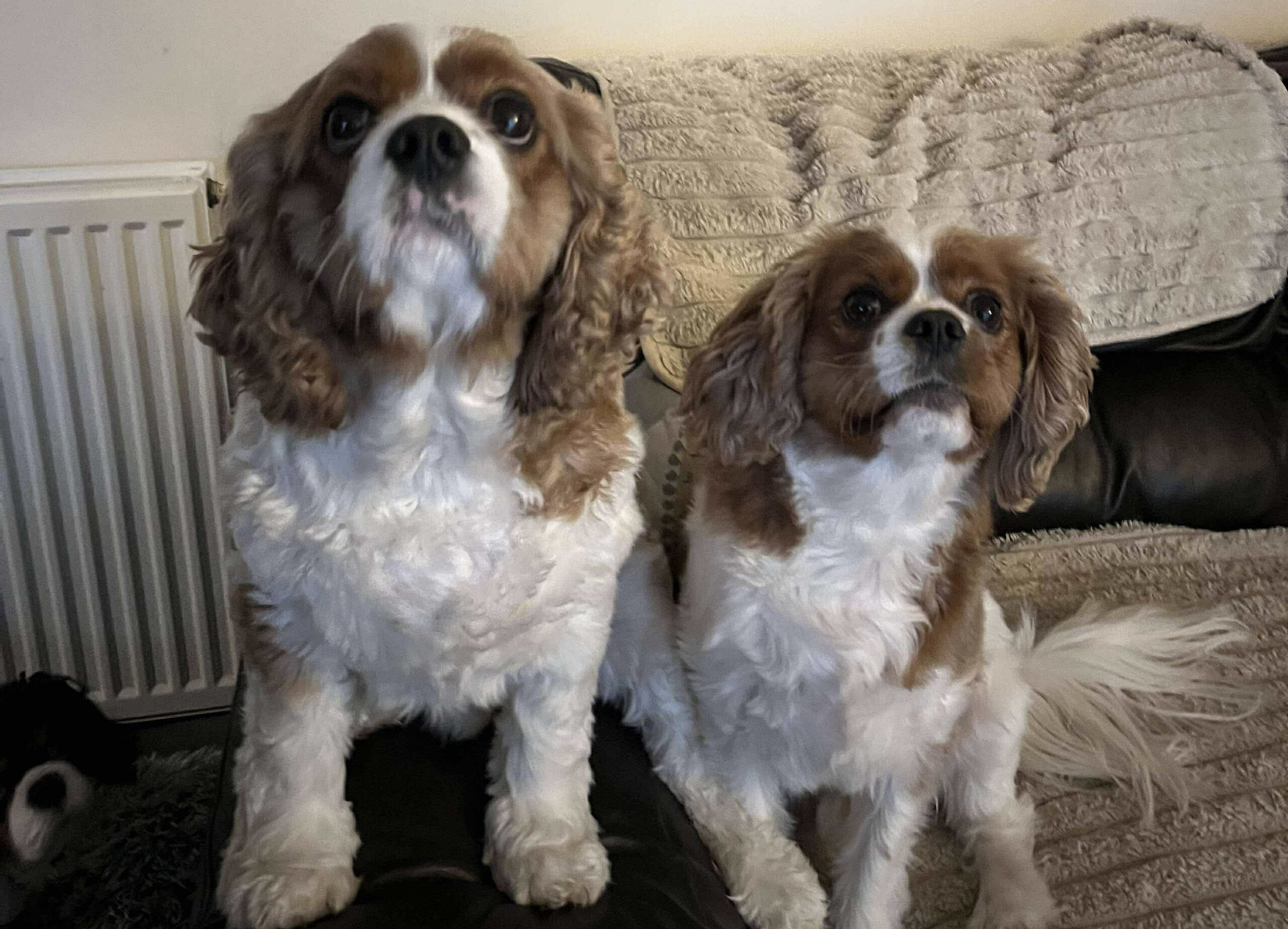 Archie and Oscar
