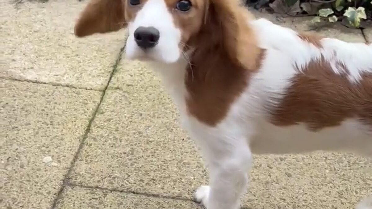 Alex Blenheim Cavalier King Charles