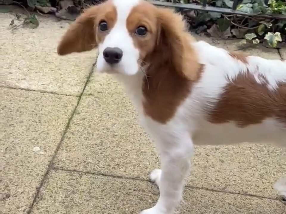 Alex Blenheim Cavalier King Charles