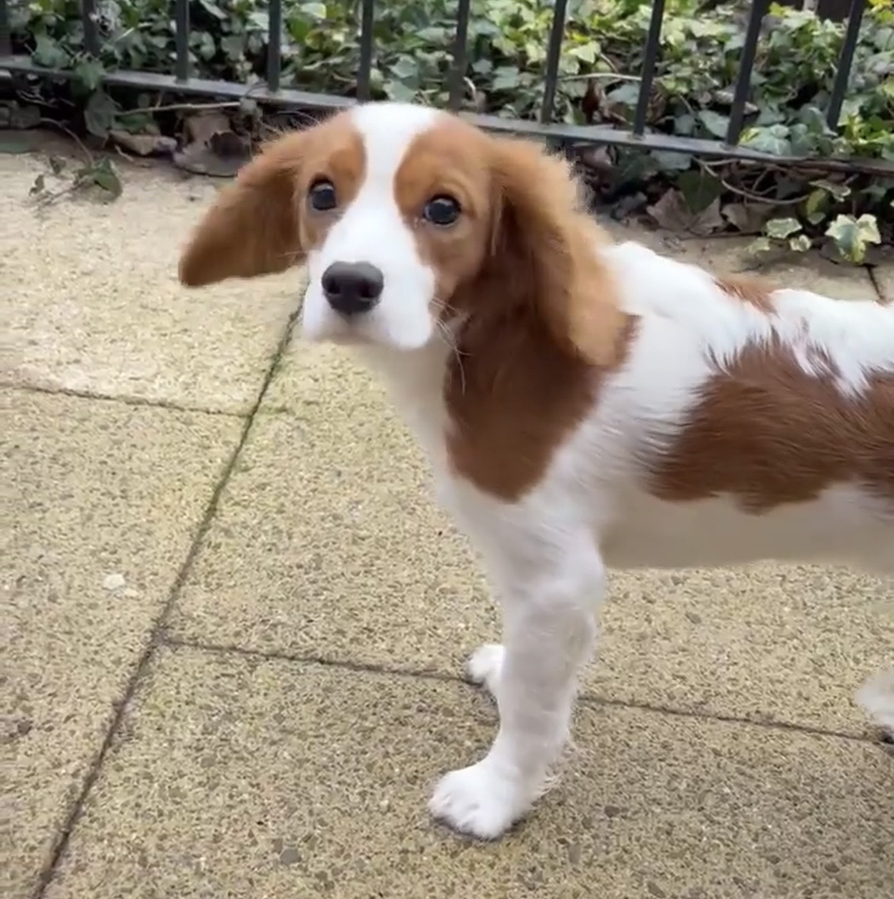 Alex Blenheim Cavalier King Charles