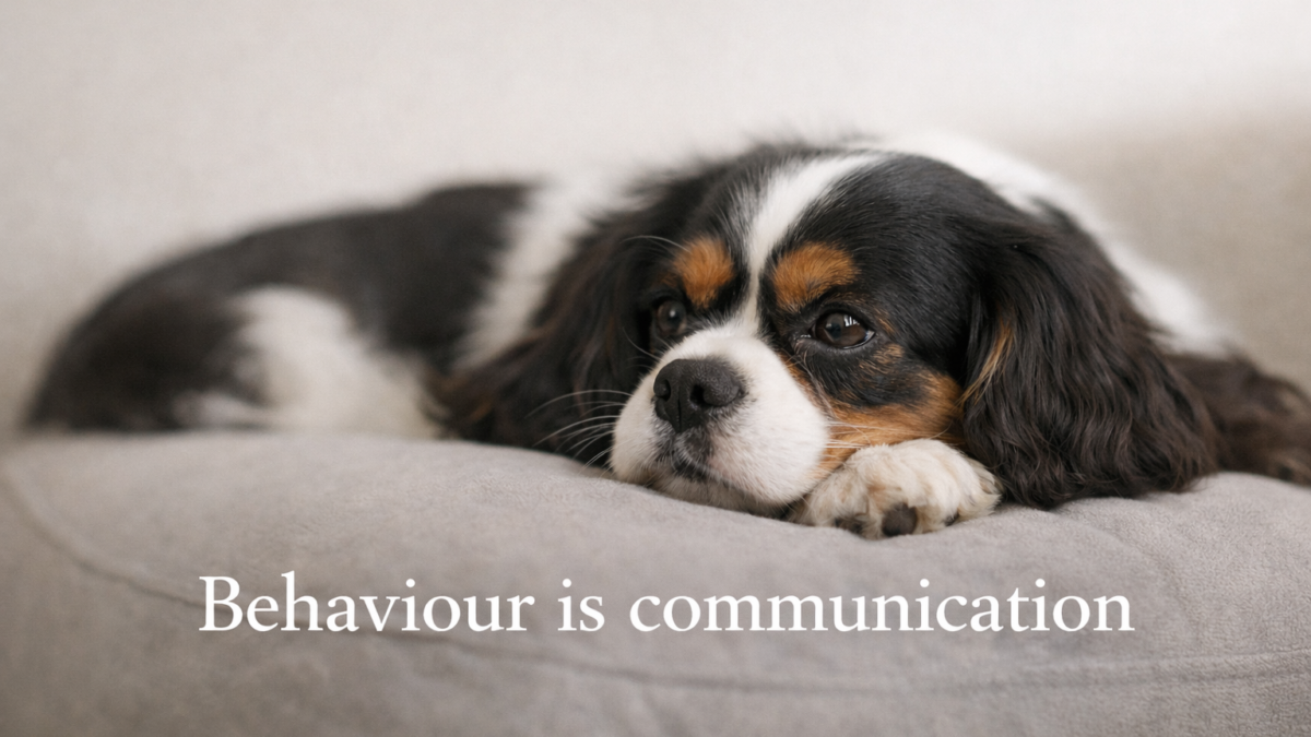 Calm Cavalier King Charles Spaniel resting, with text reading “Behaviour is communication”