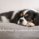 Calm Cavalier King Charles Spaniel resting, with text reading “Behaviour is communication”