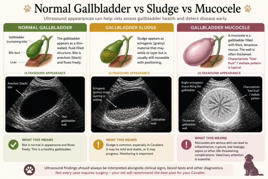 Veterinary infographic comparing a normal gallbladder, gallbladder sludge, and gallbladder mucocele in dogs using labelled ultrasound examples and anatomical illustrations, including the characteristic echogenic “kiwi fruit” or stellate ultrasound pattern seen in gallbladder mucoceles.