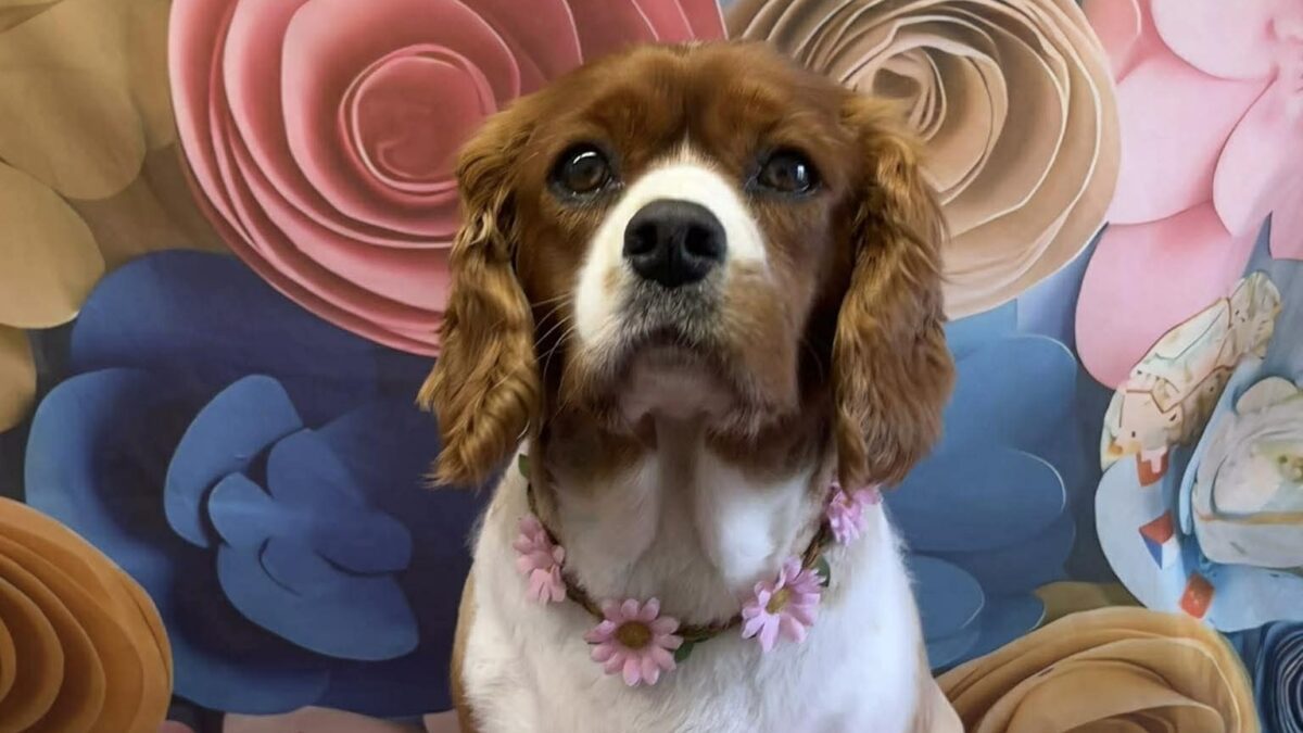 Cookie Blenheim Cavalier available for adoption