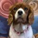 Cookie Blenheim Cavalier available for adoption